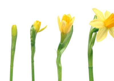 Unternehmenskultur Beispiel – Die morphologische Kulturpsychologie
