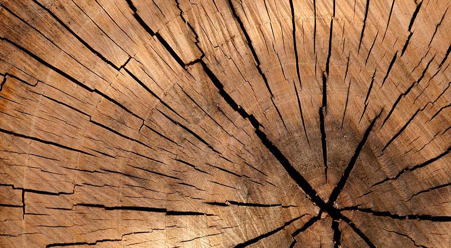 blog-baum Was ist Kulturpsychologie