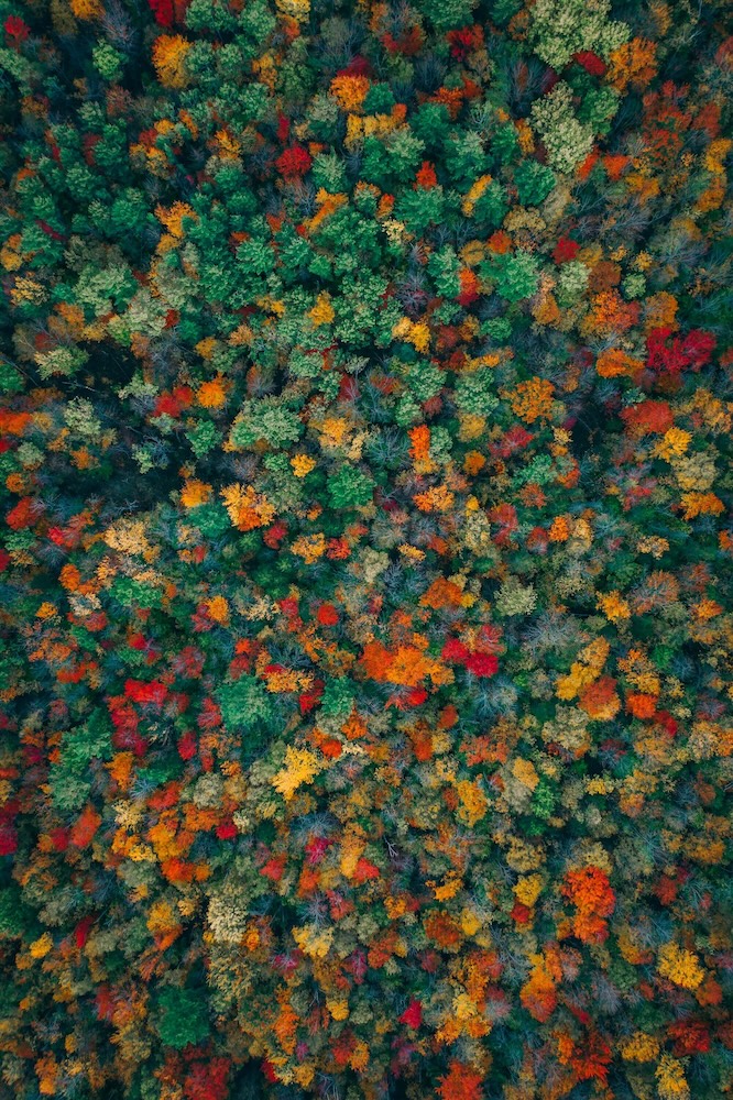 Wald von oben, bunte Bäume